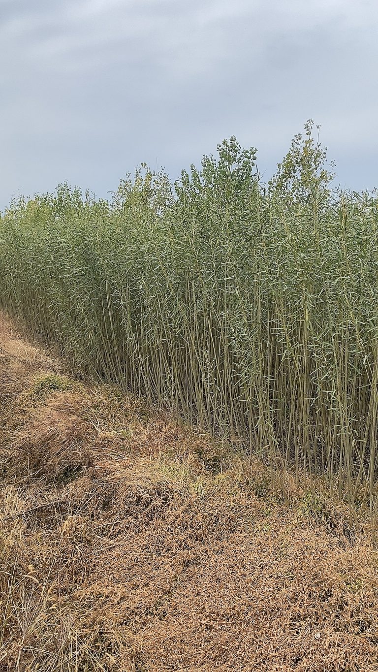  The Willow: A Global Tapestry Woven from Linyi’s Roots
