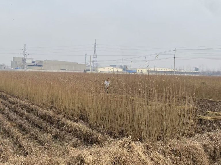 Eco-Advantages of Woven Willow Basket Source Factories in Linshu County, Shandong