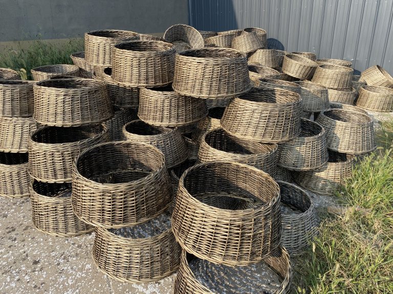 Willow: The Ancient Tree Shaping Our Sustainable Future